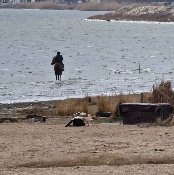 Plimbare cal in lacul Techirghiol